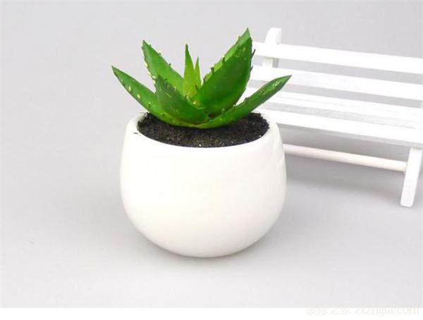 不同房间放不同绿植才能除甲醛、旺风水,你竟然不知道