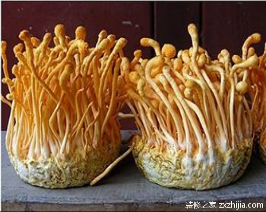 虫草花的功效与作用 虫草花的功效与作用