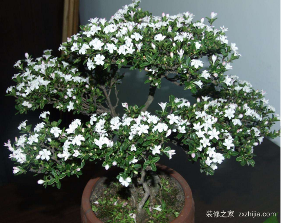 六月雪怎么养殖 六月雪怎么养殖