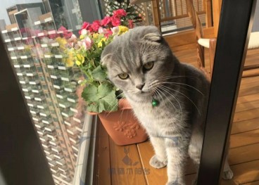 尚城花園中式陽臺效果圖
