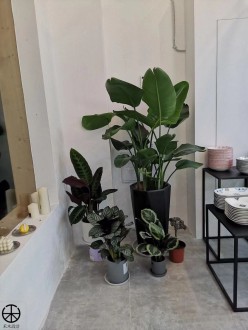新河灣