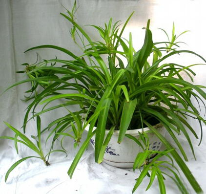 吸收甲醛最好的植物排名?