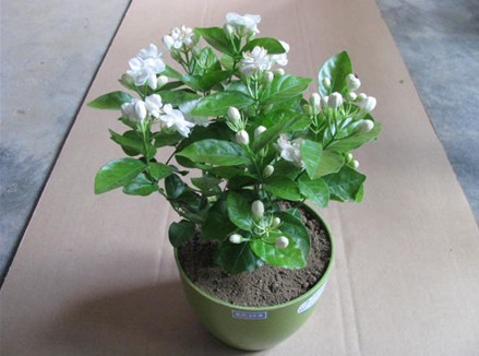 茉莉花的养殖方法