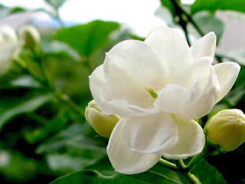 茉莉花的养殖方法