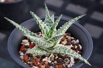 防辐射植物芦荟