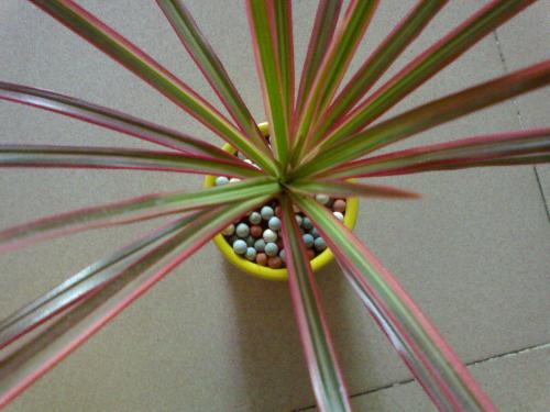 防辐射植物千年木