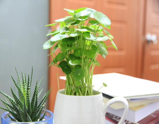 办公室植物摆放风水