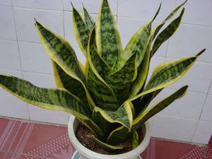 防辐射植物有哪些