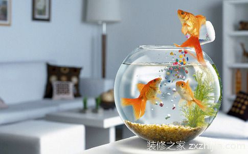 家庭养鱼风水知识大全