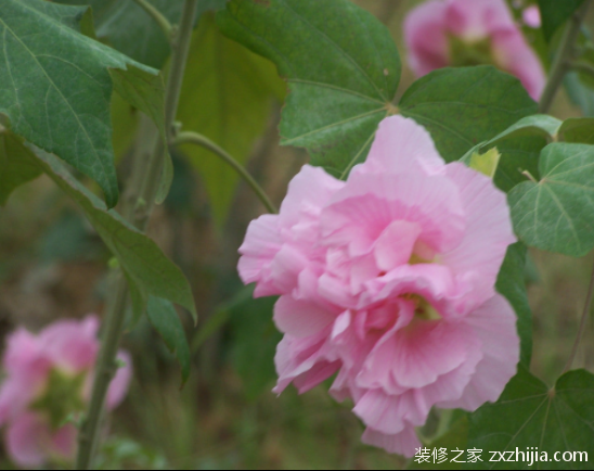 芙蓉花什麼時候開芙蓉花的作用有哪些