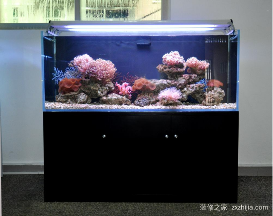 生态鱼缸制作