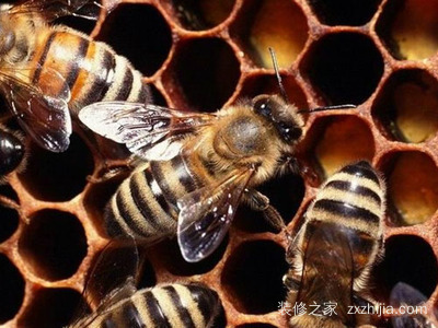 暖气蜜蜂供暖与分工暖气蜜蜂的意义