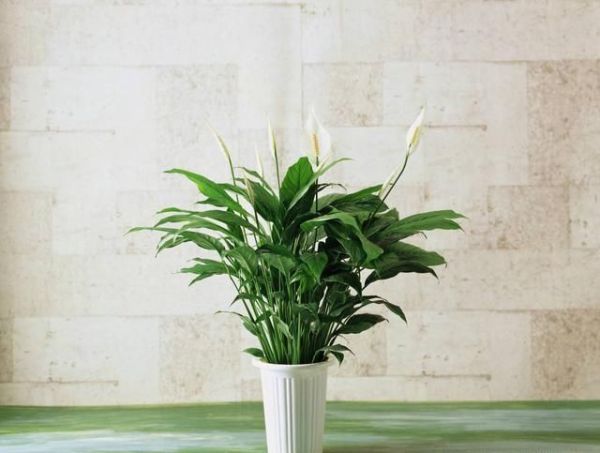 家居风水植物