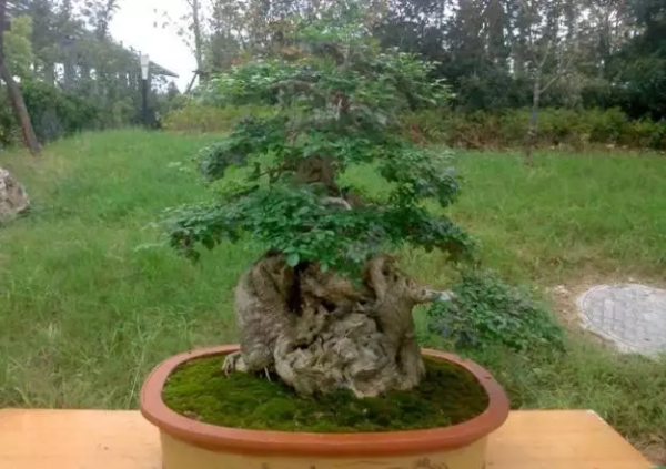 对节白蜡树