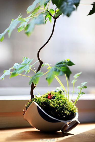 微景觀大世界 13款創(chuàng)意綠植推薦