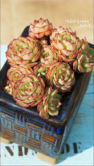 可愛多肉植物 12圖給家添活力